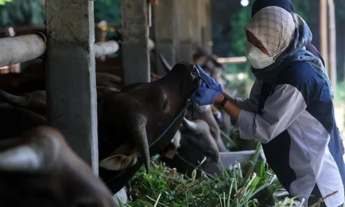 Jelang Iduladha, Dispangtan Solo Gelar Pemeriksaan Kesehatan Hewan Kurban