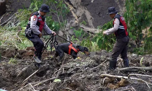 Anjing Pelacak Dikerahkan Bantu Cari Korban Tertimbun Longsor di Lumajang