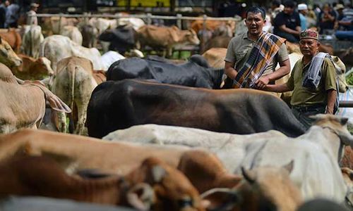 Tradisi Marosok, Cara Unik Warga Minang saat Transaksi Jual Beli Ternak