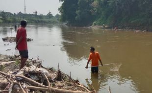 Fenomena Bladu Terulang di Bengawan Solo, Puluhan Warga Tepi Sungai Panen Ikan