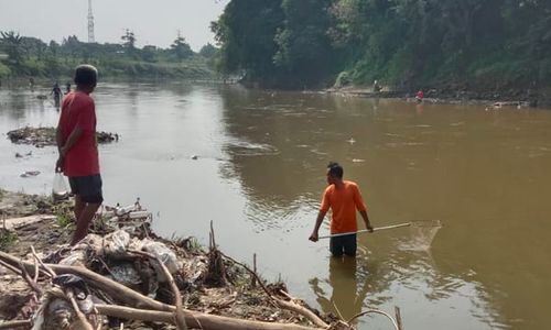 Fenomena Bladu Terulang di Bengawan Solo, Puluhan Warga Tepi Sungai Panen Ikan