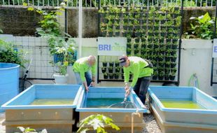 Didukung BRINita, Poktan di Jakarta Sulap Lahan Terbengkalai Jadi Produktif