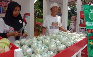 KUR BRI Dorong Kemajuan Klaster Jambu Kristal di Purworejo