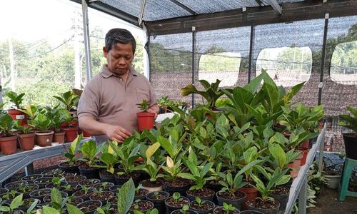 Modal Anthurium Jemani, Budi Santoso Jadi DPRD hingga Nyalon Wali Kota Salatiga