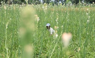 Jadi Flora Identitas Jawa Timur, Ini Deretan Fakta Unik dari Bunga Sedap Malam