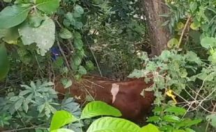 Berontak saat Disembelih, Sapi Kurban di Prambanan Malah Terjun ke Jurang