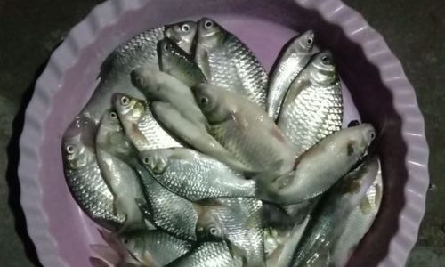 Limbah Cemari Bengawan Solo, Warga Berburu Ikan Mabuk di Malam Hari