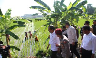 Dampingi Presiden Jokowi di Klaten, Mentan: El Nino dan Kemarau Bikin Khawatir