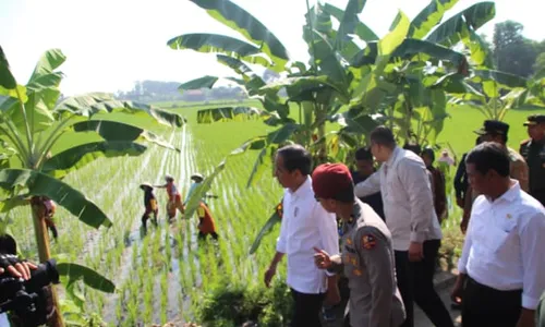 Dampingi Presiden Jokowi di Klaten, Mentan: El Nino dan Kemarau Bikin Khawatir