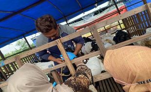 Waduh! Jelang Iduladha, Belasan Kambing Kurban di Semarang Terjangkit Cacar