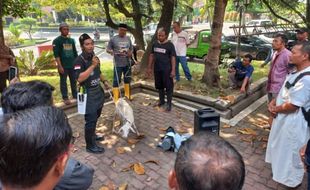 Jelang Iduladha, Ratusan Orang Berlatih Sembelih Hewan Kurban di Klaten