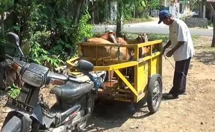 Jelang Iduladha 1445 H, Ojek Kambing di Magetan Banjir Orderan