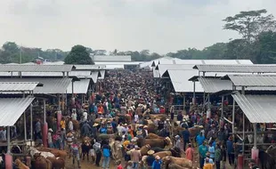 Pasaran Terakhir Jelang Iduladha, Intip Ramainya Pasar Hewan Jelok Boyolali