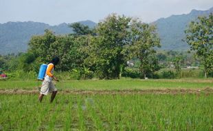 Kemarau Panjang Dampak El Nino, Petani di Wonogiri Khawatir Gagal Panen