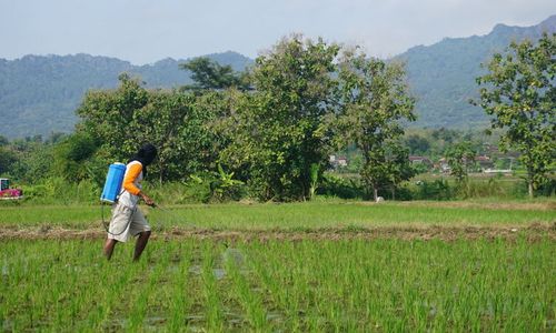 Waspada, Ini Hama dan Penyakit Tanaman Padi di Musim Hujan