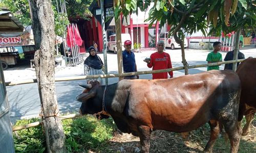 Puan Maharani Sumbang Sapi Kurban di Sukoharjo