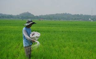 Kuota Pupuk Subsidi Ditambah, Petani di Wonogiri Semringah