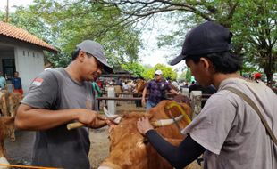 Salon Ternak di Sragen: Tarif Mulai Rp100.000, Bikin Sapi Makin Cantik & Rapi