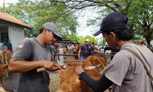 Salon Ternak di Sragen: Tarif Mulai Rp100.000, Bikin Sapi Makin Cantik & Rapi