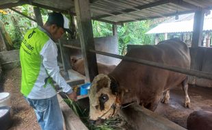 Dicari Pembeli Sapi Terberat di Kota Semarang, Pemilik Buka Harga Rp150 Juta