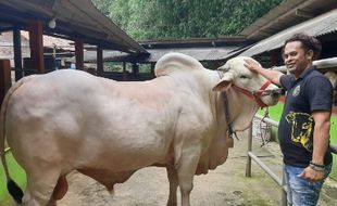 Ini Satrio Bimo, Sapi Kurban Jokowi di Jogja Milik Anggota Polsek Sewon Bantul