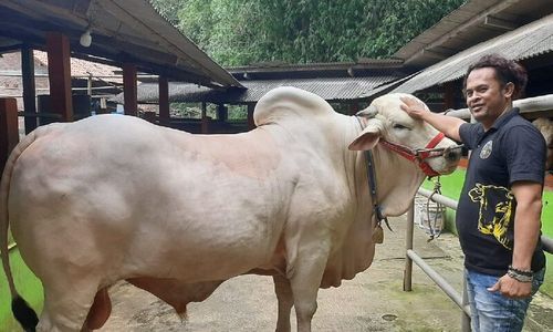 Ini Satrio Bimo, Sapi Kurban Jokowi di Jogja Milik Anggota Polsek Sewon Bantul