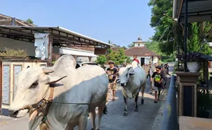 Syukuran Laku, 2 Sapi Jumbo di Mojosongo Boyolali Diarak Keliling Kampung