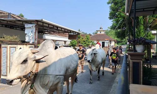 Syukuran Laku, 2 Sapi Jumbo di Mojosongo Boyolali Diarak Keliling Kampung