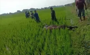 Hendak Disembelih, Sapi Kurban di Karangdowo Klaten Kabur ke Tengah Sawah