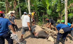 Sapi Kurban di Klaten Mengamuk, Baru Tenang saat Dipancing dengan Sapi Betina