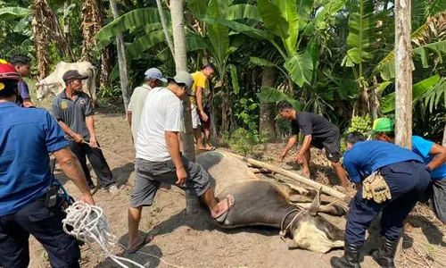 Sapi Kurban di Klaten Mengamuk, Baru Tenang saat Dipancing dengan Sapi Betina