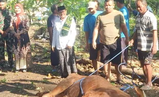 Warga Desa Pengkok Sembelih 171 Ekor Sapi, Terbanyak di Sragen