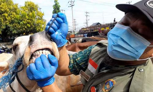 Tim DKP3 Periksa Hewan di Pasar Nglangon Sragen, Ada Sapi Jumbo Harga Rp35 Juta