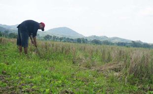 Jatah Pupuk Subsidi Wonogiri Ditambah Justru saat Banyak Petani Tidak Menanam