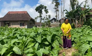 Petani di Selo Boyolali Semringah, Harga Tembakau Krosok Naik Dibanding 2023