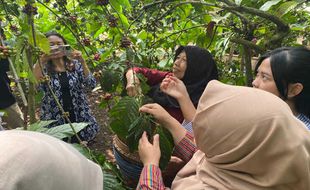 Mengenal Tradisi Wiwit Kopi di Banyuanyar Boyolali, Penanda Panen yang Berkah