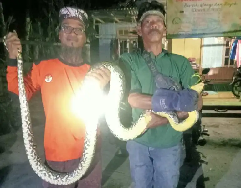 Dumba pornosida kapalak tatuirovkasi