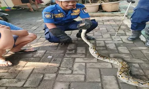 Kaget! Nenek 70 Tahun di Semarang Temukan Ular Piton di Bak Kamar Mandi