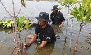 BRI Salurkan Ribuan Bibit Mangrove Kelompok Tani di Muaragembong Bekasi