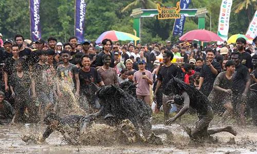 Tradisi Kebo-keboan Alasmalang, Ritual Adat Bersih Desa di Banyuwangi