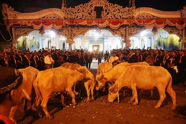 Cerita Awal Mula & Alasan Kebo Bule Jadi Cucuk Lampah Kirab 1 Sura Keraton Solo