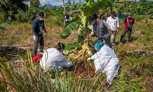 Orang Utan Ditemukan Mati di Kayong Utara Kalbar, Luka Terkena Benda Tajam