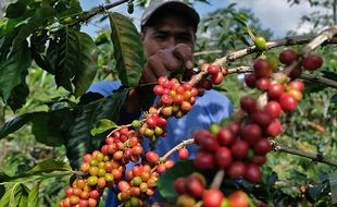 Musim Panen Kopi Arabika di Lereng Gunung Sindoro Temanggung