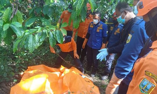 Geger! Mayat Pria Tanpa Identitas Ditemukan di Kebun Kopi PTPN I Bawen Semarang