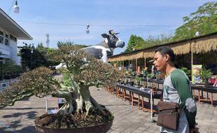 Bonsai-Bonsai Cantik Dipamerkan di Boyolali, Harga sampai Ratusan Juta Rupiah