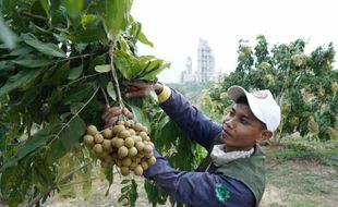 Semen Gresik Bersama Petani Panen Kelengkeng, Hasilkan Belasan Juta Rupiah