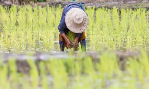 Alokasi Pupuk Bersubsidi di Sragen Bertambah Mendekati Kebutuhan Petani