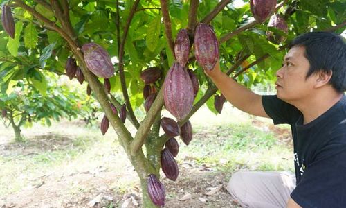 Booming setelah Harganya Melejit, Kakao Bisa Jadi Produk Unggulan Wonogiri