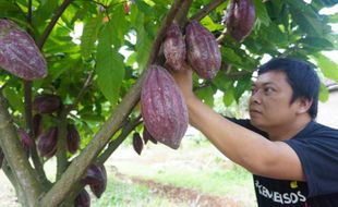 Wonogiri Jadi Daerah Produsen Kakao Terbanyak di Jateng, Capai 470 Ton/Tahun