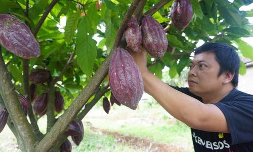 Wonogiri Jadi Daerah Produsen Kakao Terbanyak di Jateng, Capai 470 Ton/Tahun